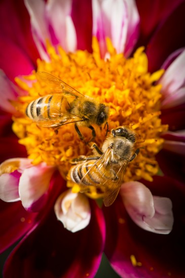 Bee with flower image