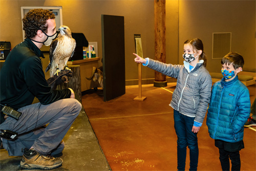 A museum curator showing a hawk to two young visitors.