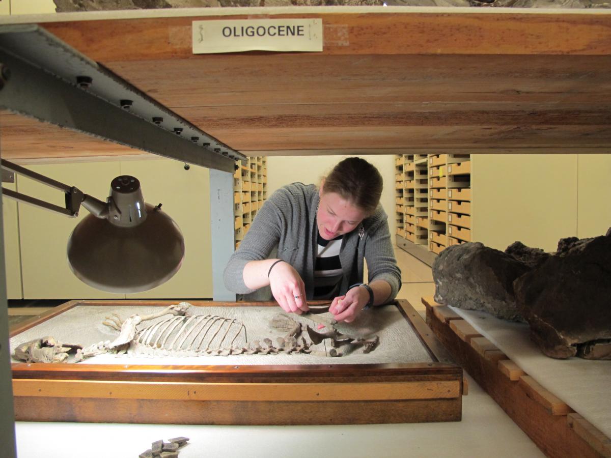 Conservation technician Linsly Church cleans and repairs one of the type specimen which now how a lid with a window to protect the specimen. Methods such as these are improvements to prior storage solutions. 