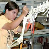 Image of an intern assembling a bear skeleton.