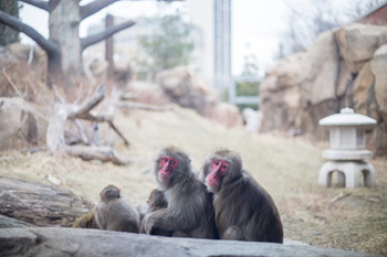April 2018 Project Profile Three Macaques