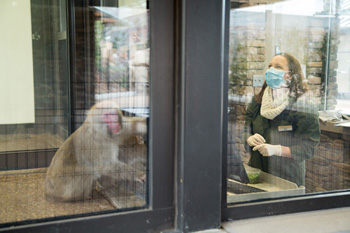 Researcher interacts with macaque behind glass panel