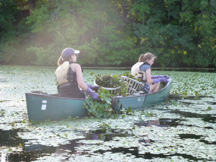 Two live blue ™ Service Corps members remove invasive water chestnut plants from the Mystic River. 
