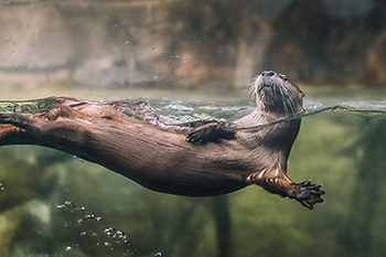 River Otters Nathan Bell South Carolina Aquarium