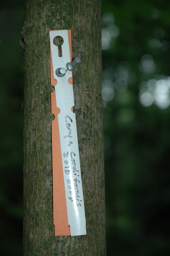 Tree with orange tag